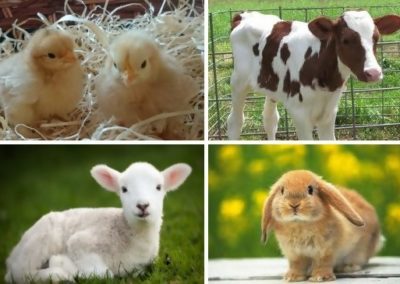 Petting Farm